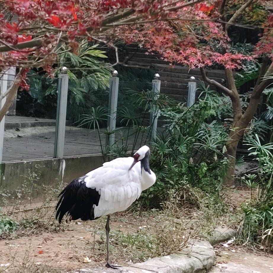 丹顶鹤