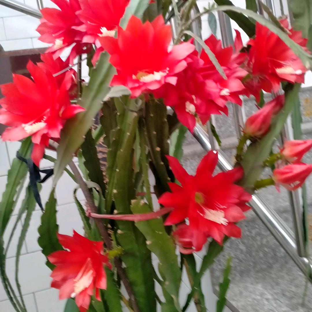 🌹开朗的人🌹