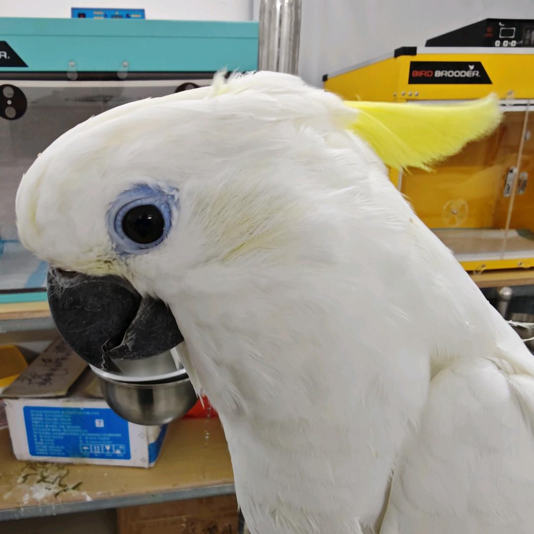 蔡文姬下岗峡谷转行奶鹦鹉🦜