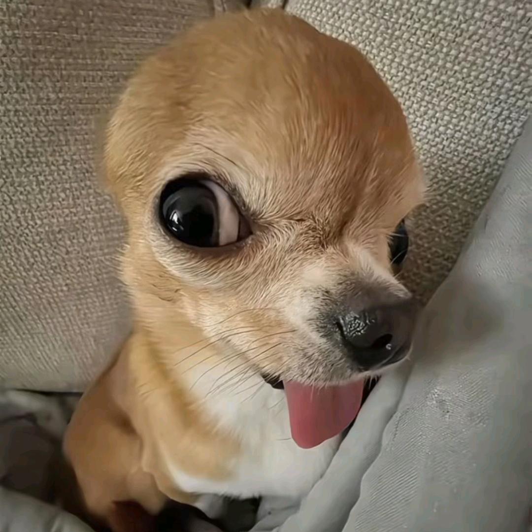 邪恶吉娃娃
