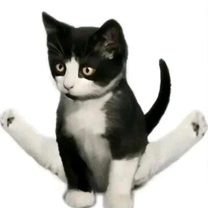 热恋小猫ᓚᘏᗢ