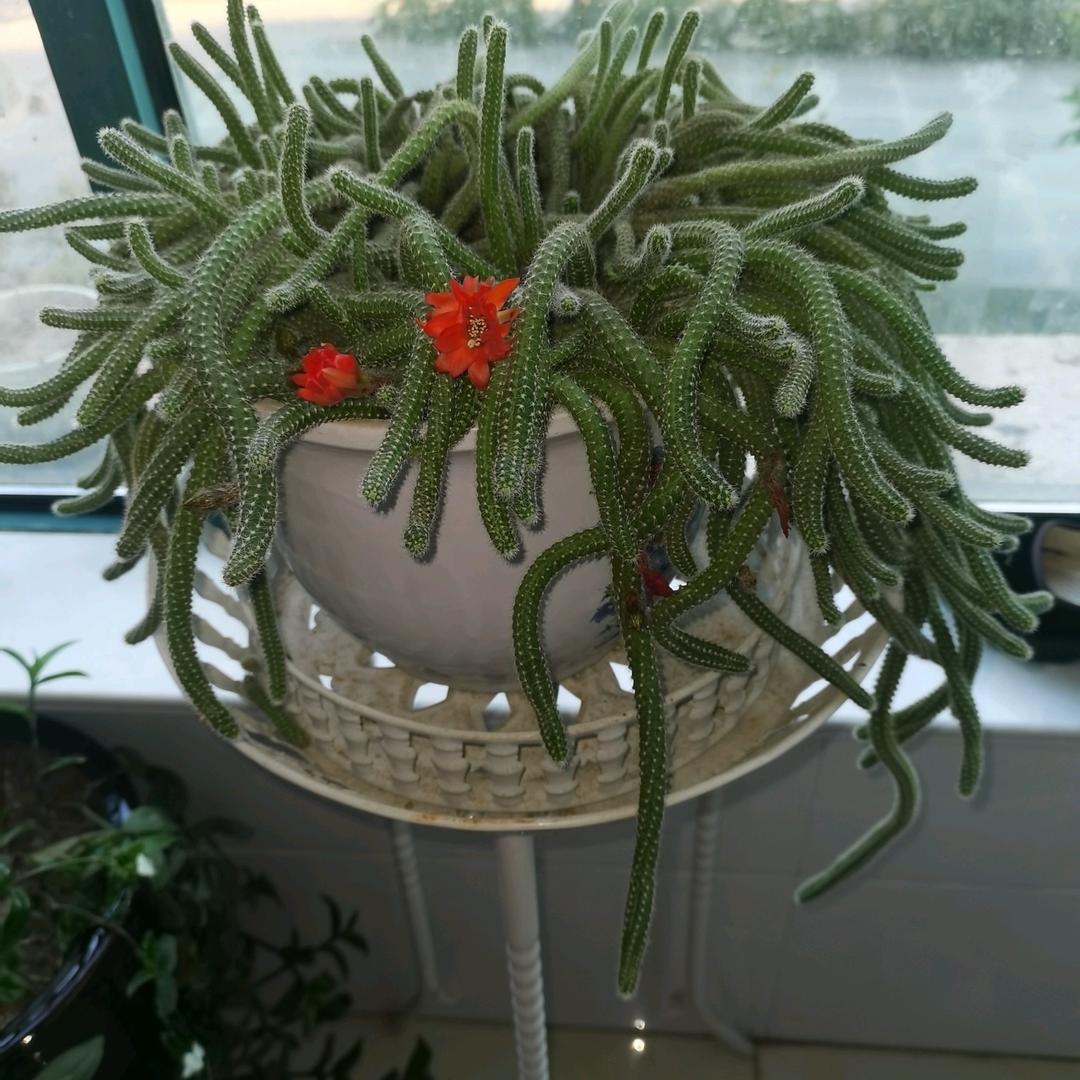 🌻大福大贵🌻