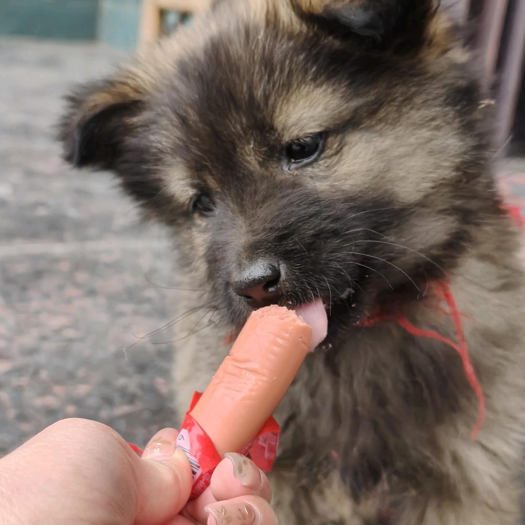 小煤球叫蛋糕🐶