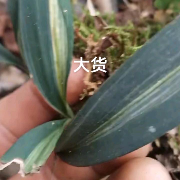 左手牵着你