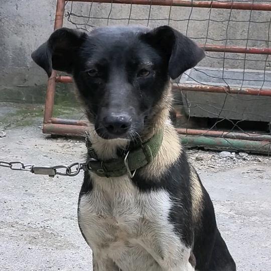 凉山犬《诚信》