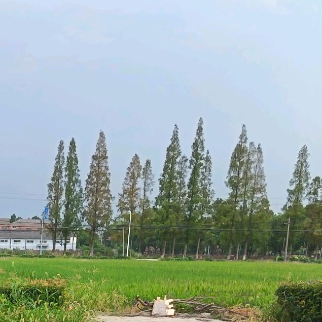波波菲菲的妈妈