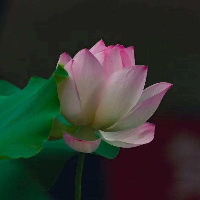 陈陈不凡