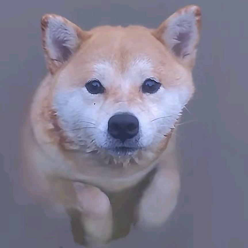 一叶归澜🍡（神隐版）