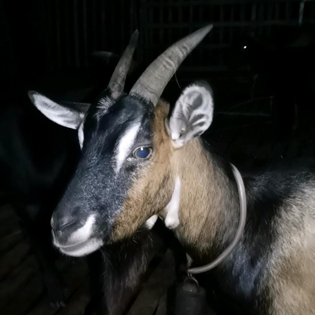 华辉养殖羊🐐