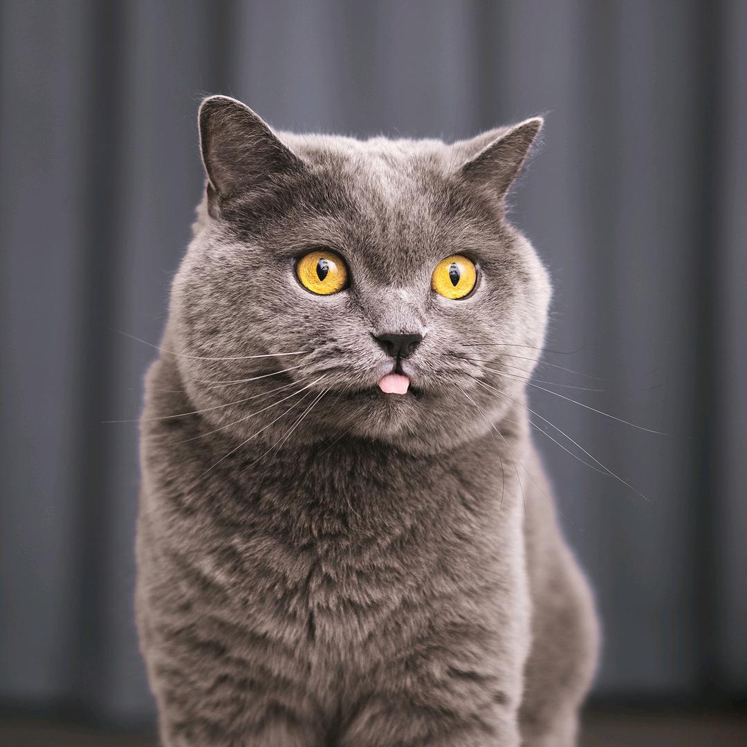 猫和杰瑞