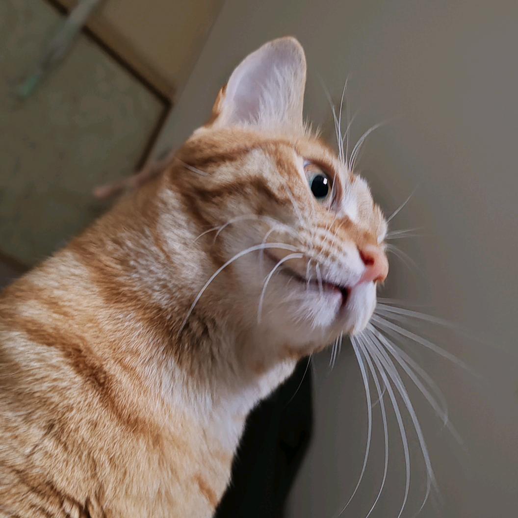 橘猫 花花和小狸