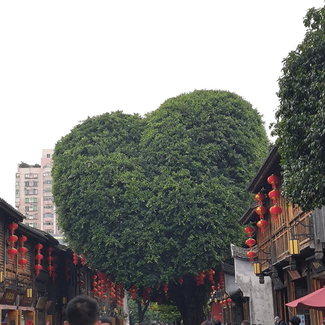 酸奶味的蛋糕