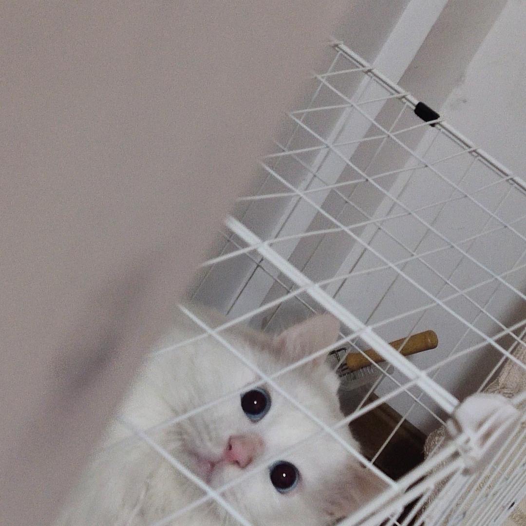 小鱼词