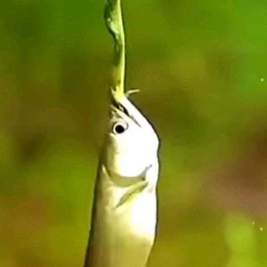 愿者上钩