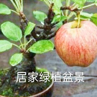 柯艺绿植盆景