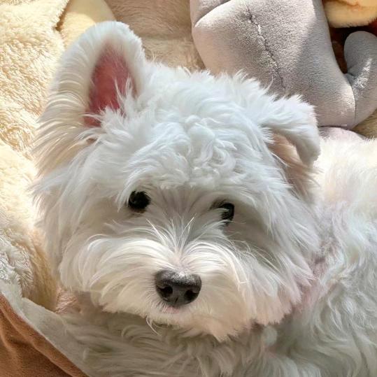 小椰子🌟