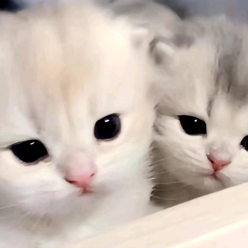 源牌哼猫☆*