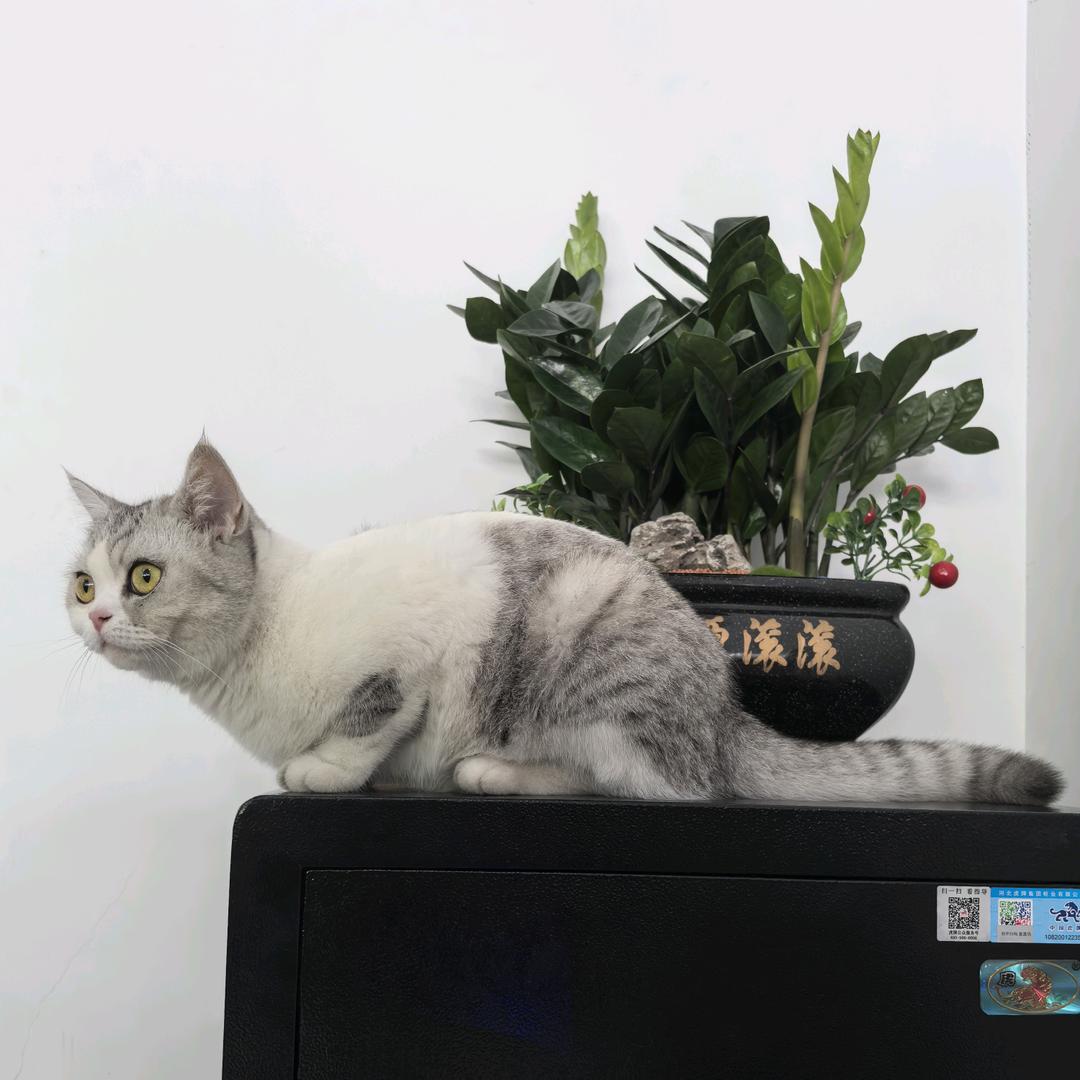 我家的猫🐱