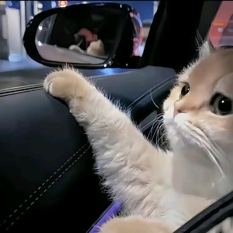 ── 展开369条回复 ⌵