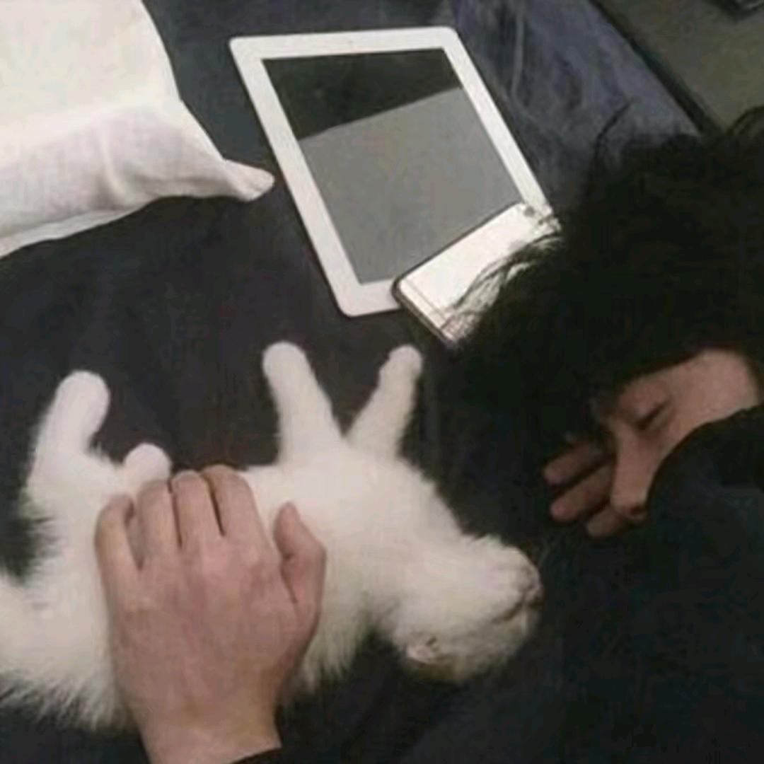 六猫