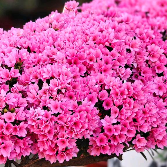 ໑ຼₒ₂₅ღ好运加满⁺¹⁰⁰✨