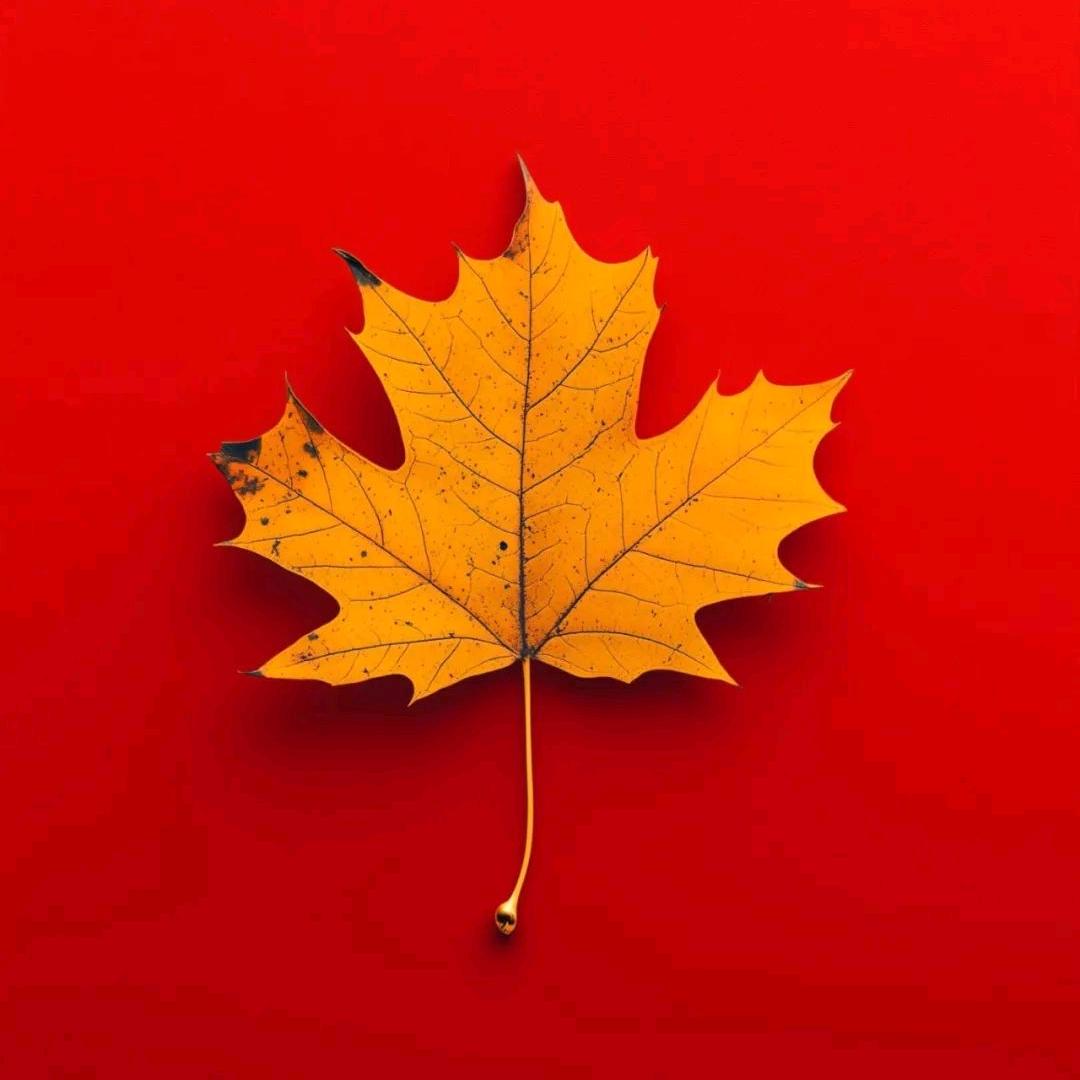 🍁也许🍁