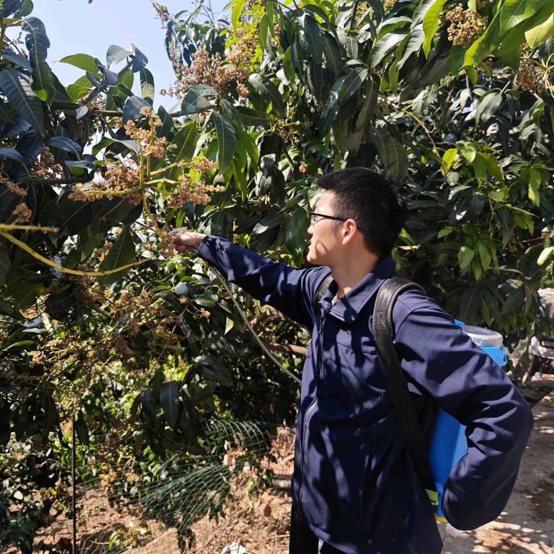 国光小马讲芒果