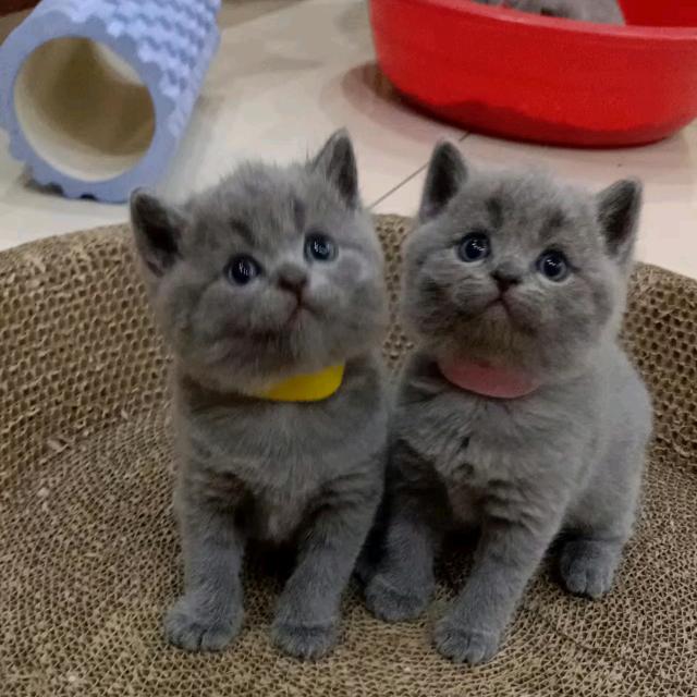 冬哥美食