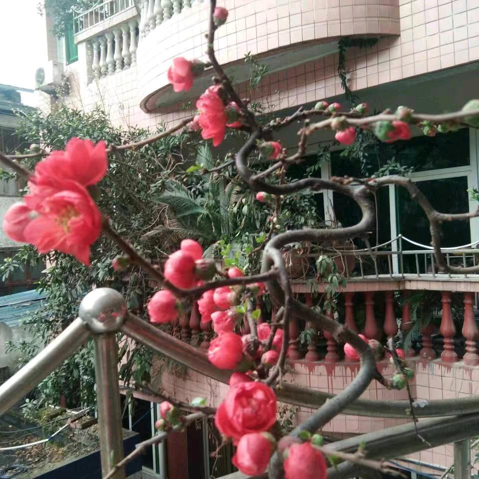 黄哥