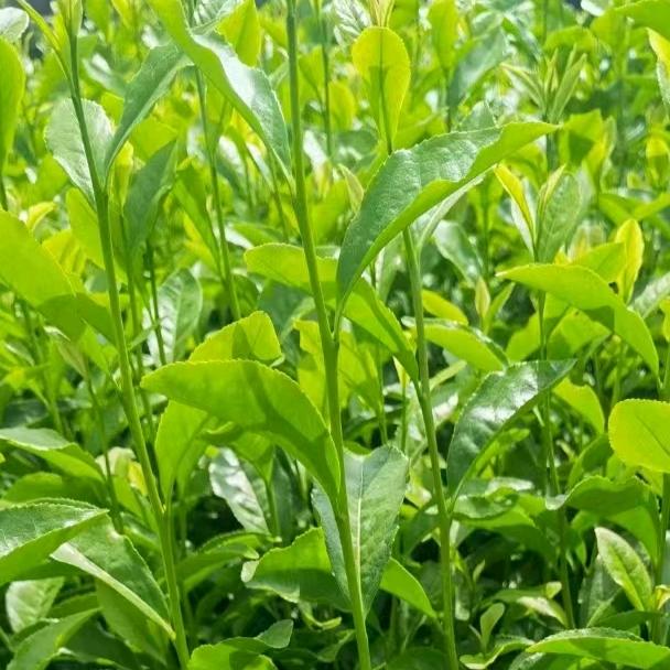 茶树种植技术指导