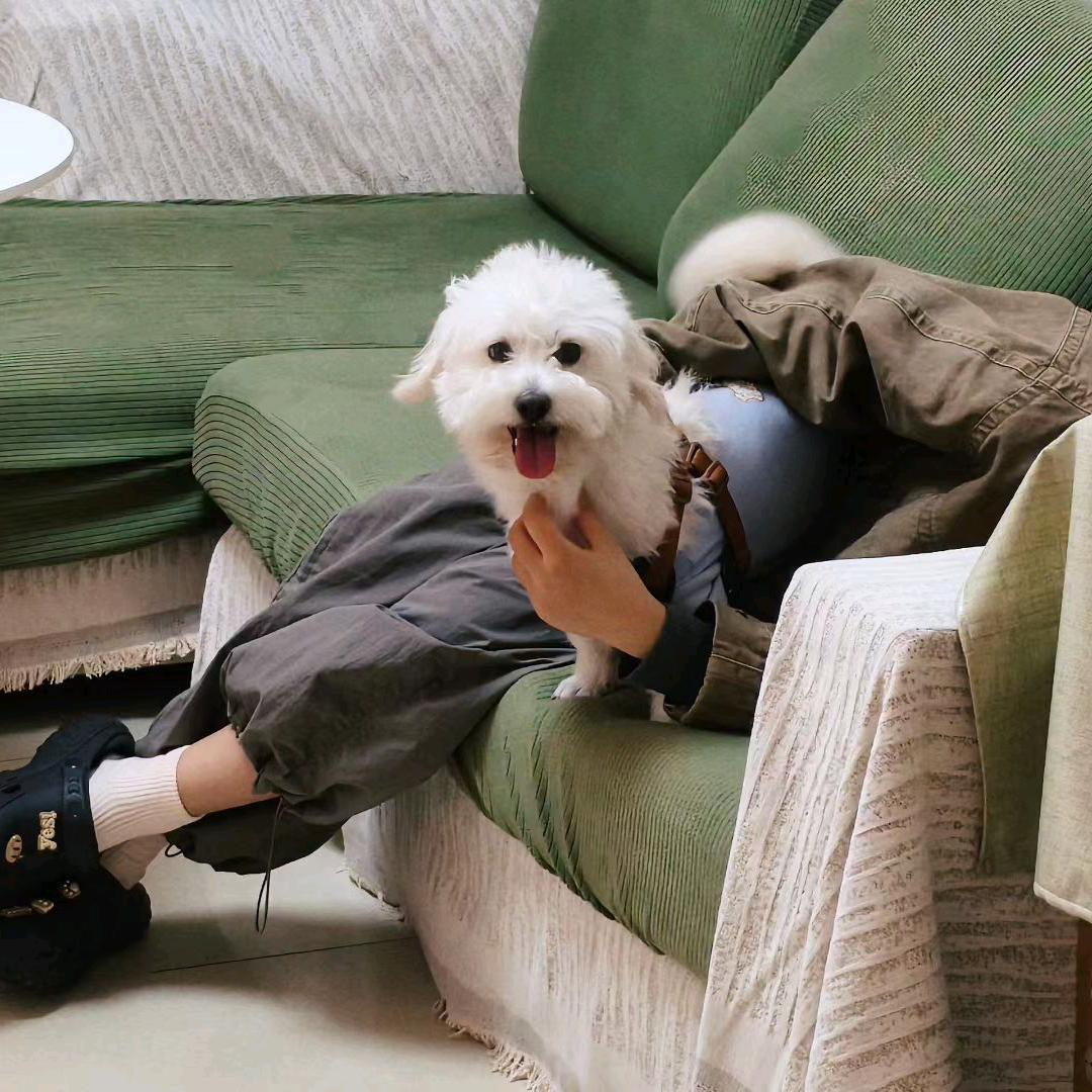 大兵&小冰&粽宝