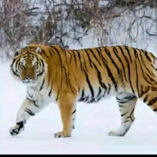 明哥🐅