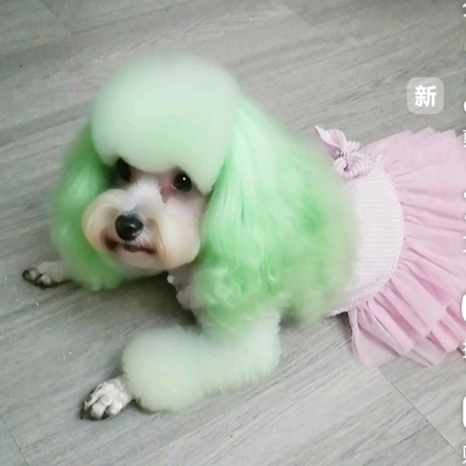 泰迪点点