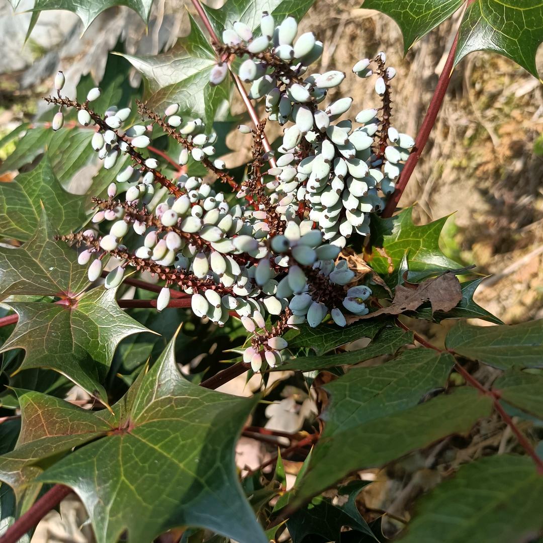 赵兄寻百草