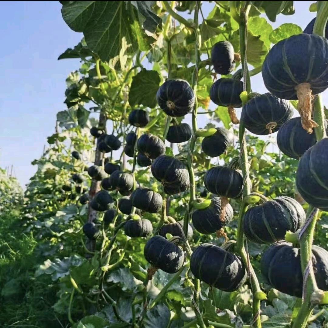 小豆生鲜农产