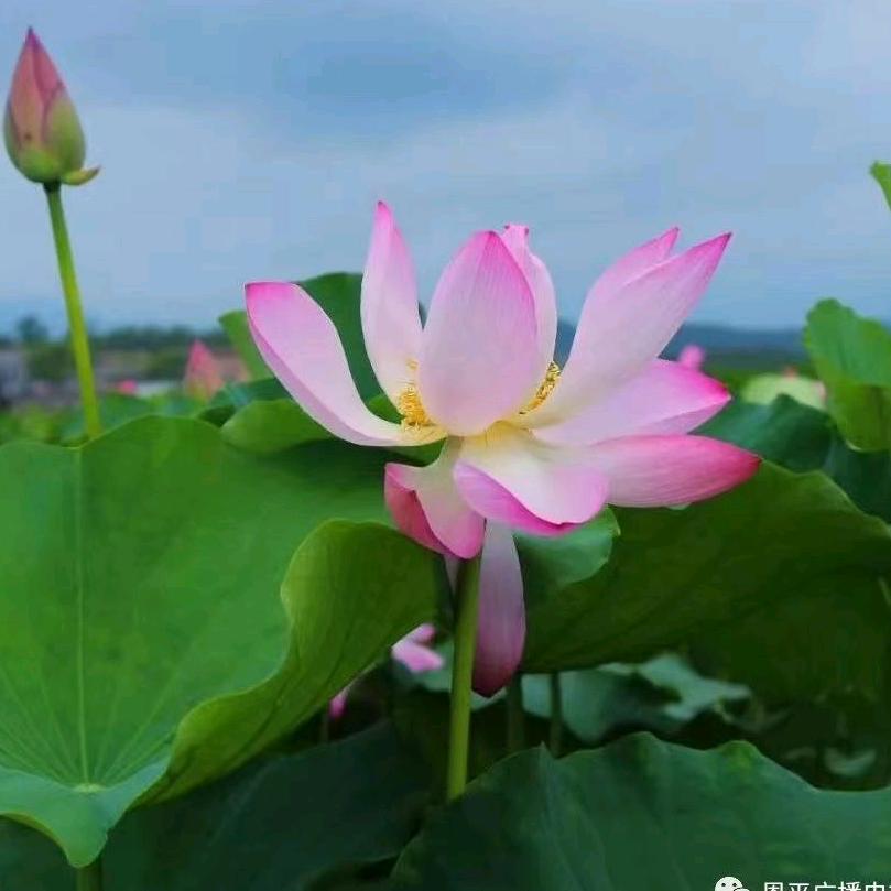 爱乐