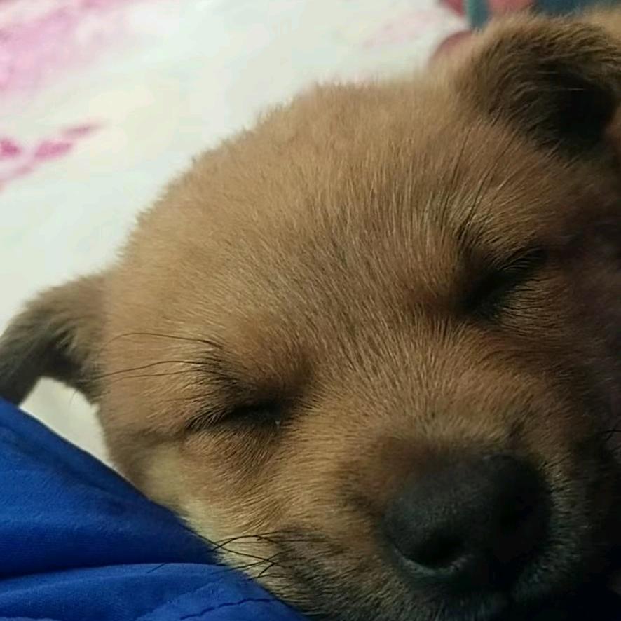 四米二高栏单修行者