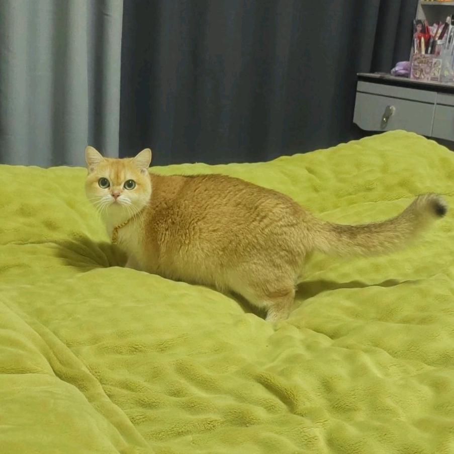 太康县金渐层猫咪养户（可代购不同品种猫）