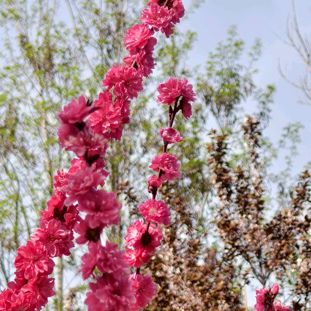 茉莉花（拒绝连赞)