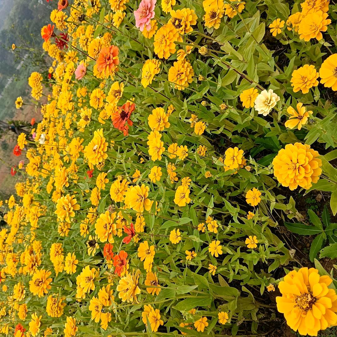 💐((🌺⥎🌺))🌹