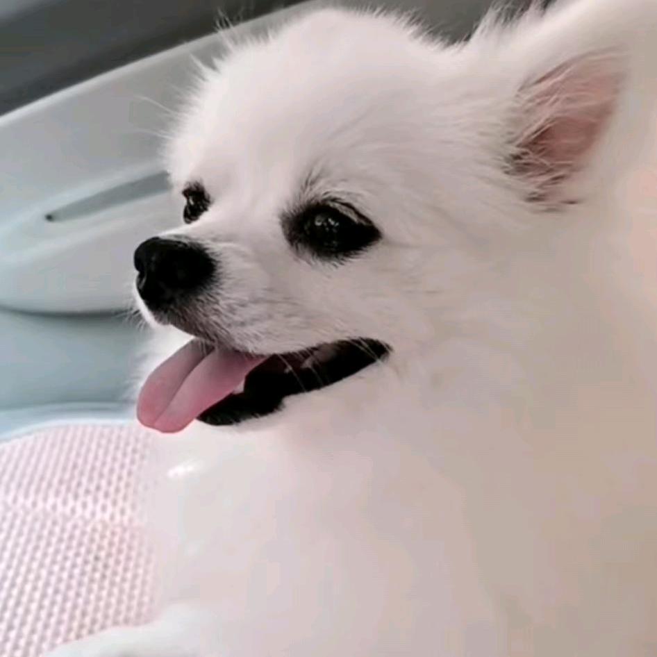 এ果宝এ福宝两小只এ