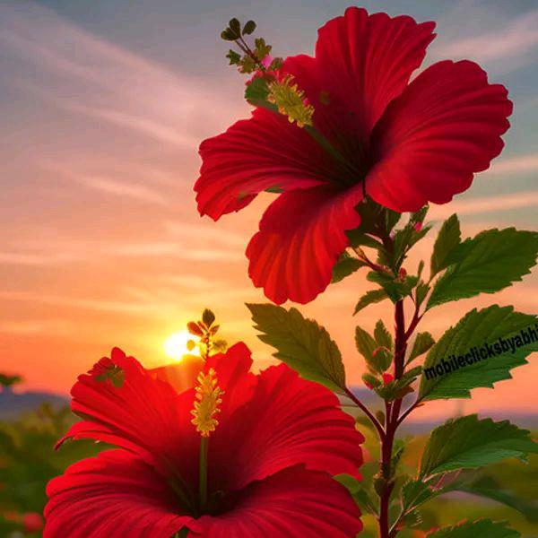 知🌹音zhi