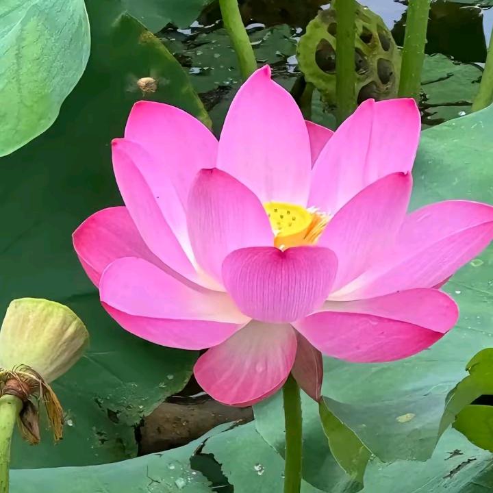 英子