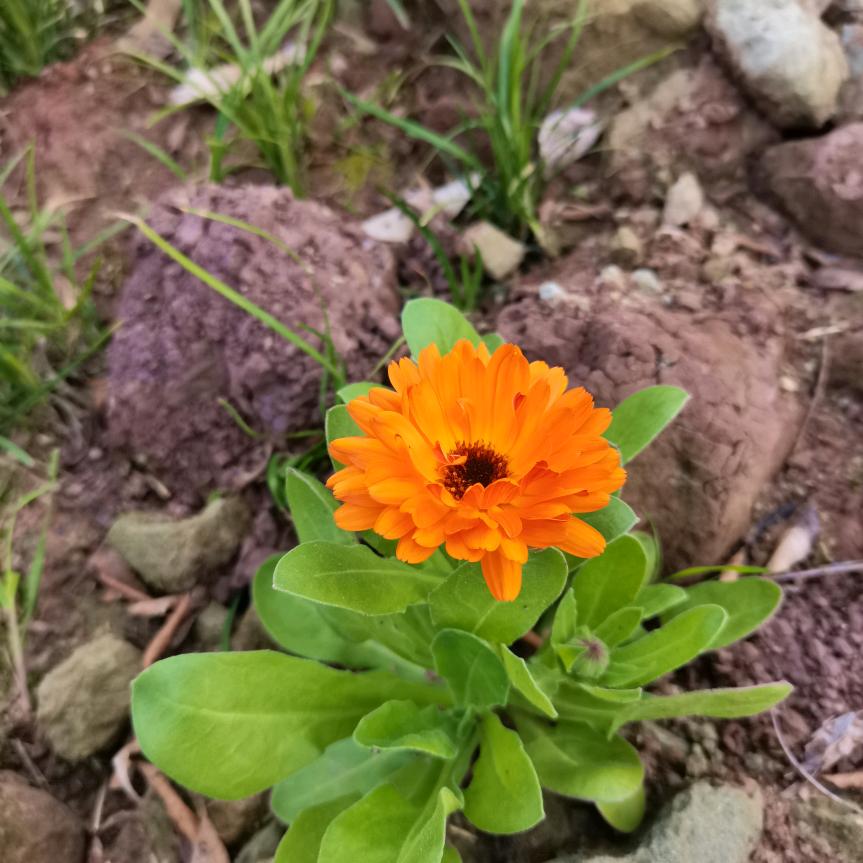 小蜜蜂