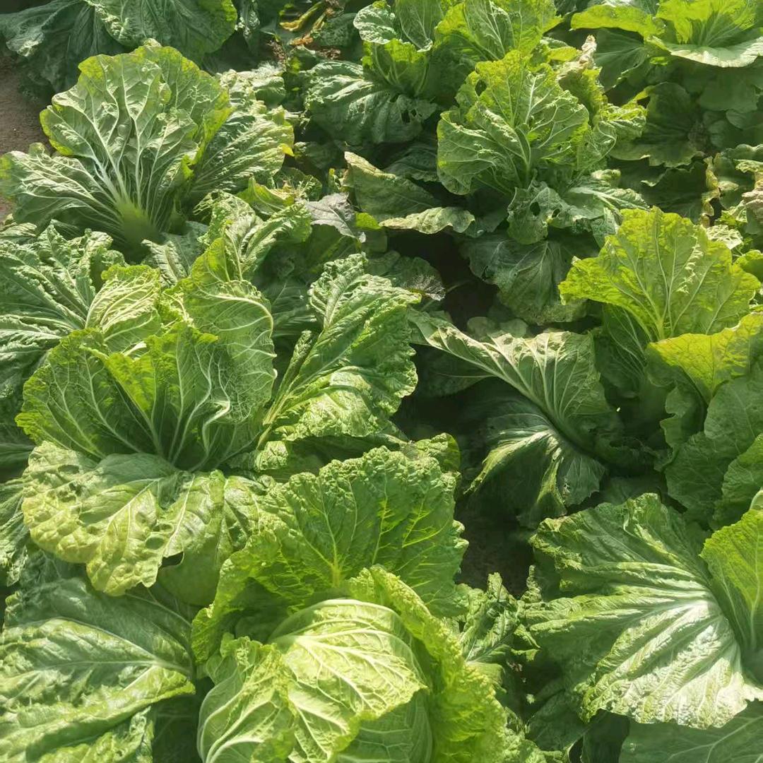 热情澎湃的嫂子