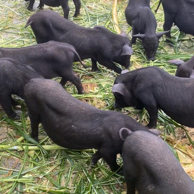 （环江小莫）助农 招聘 队员