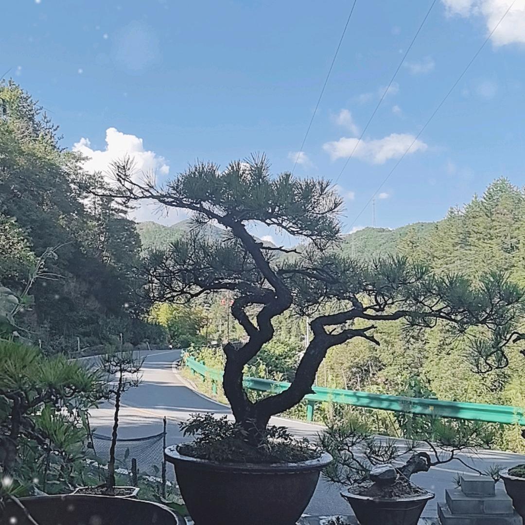 岳西郑琪农产优品小铺