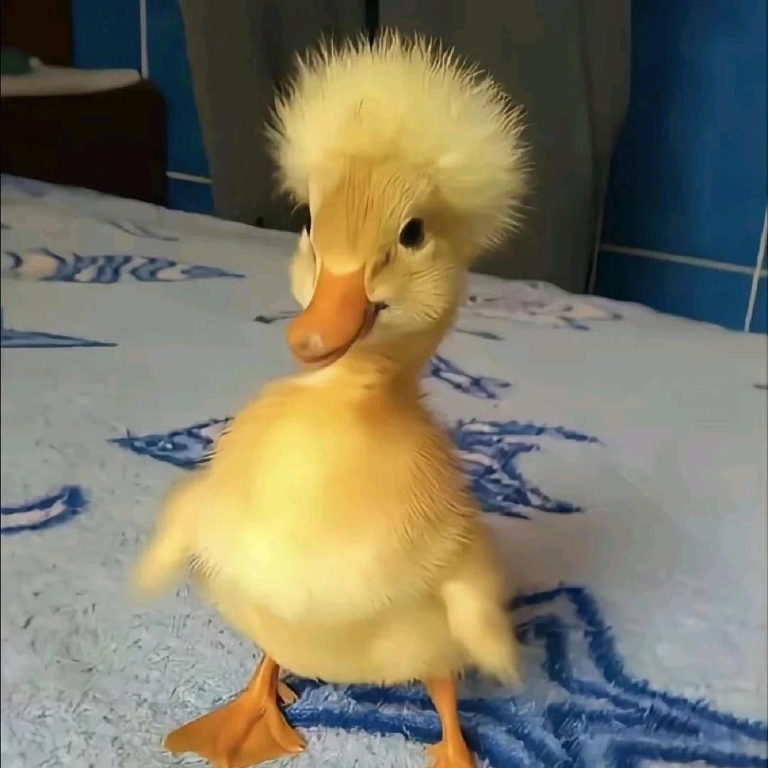 秀豆别逗吖