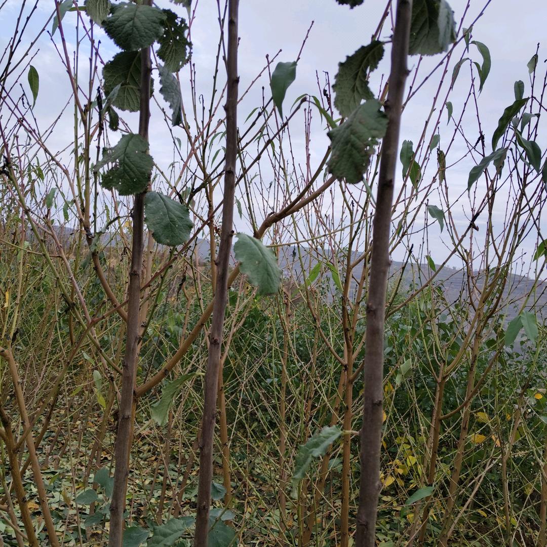 艳阳红樱新优品种