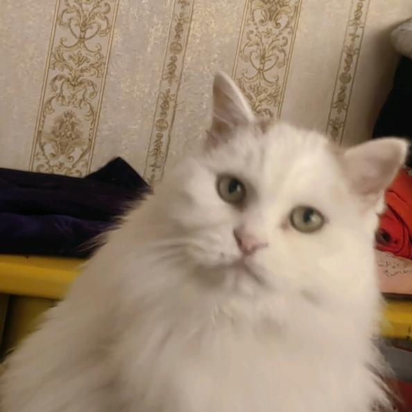 不吃鱼的🐱77